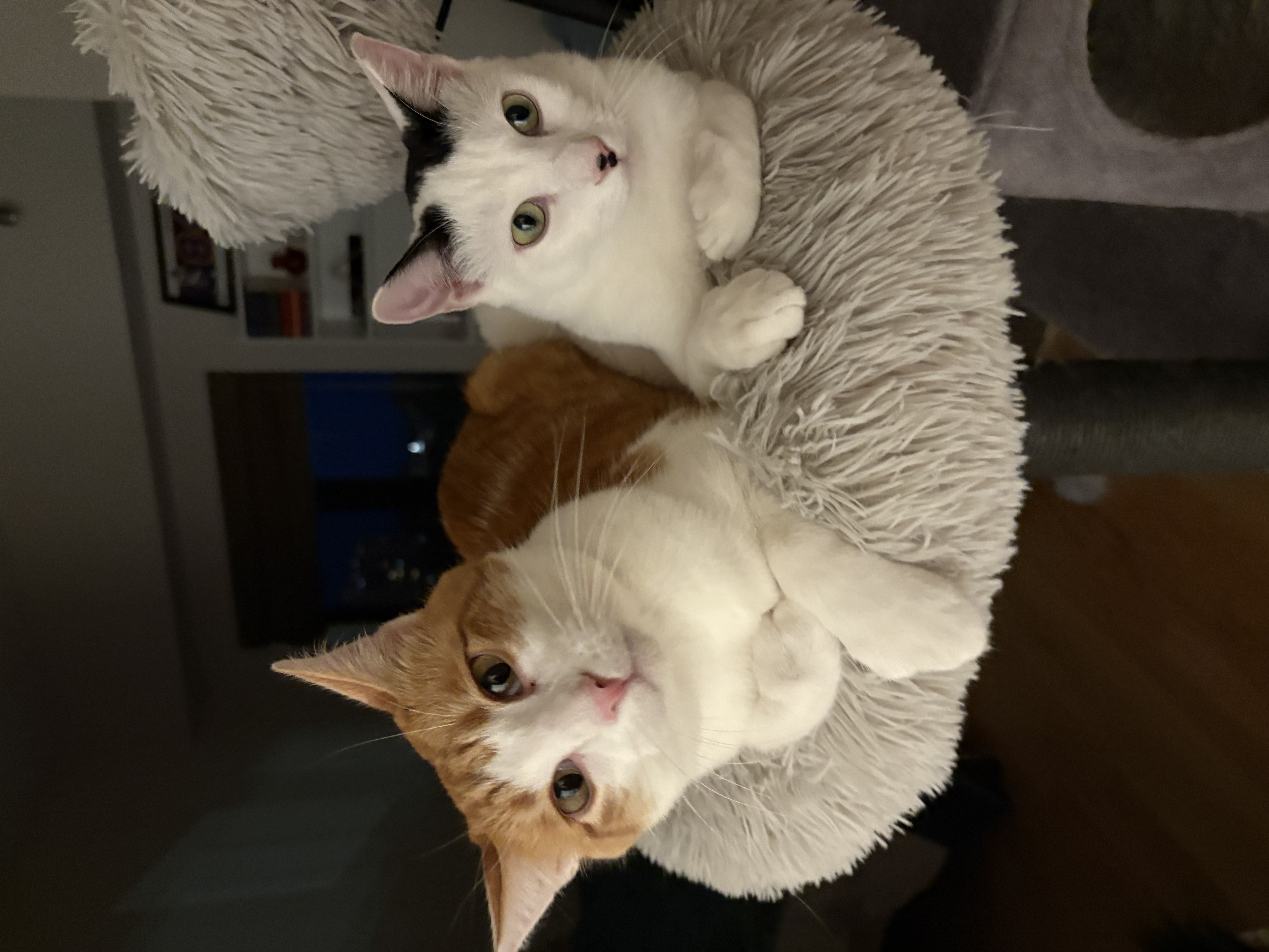 Web Ring thumbnail